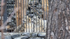 Снежный барс Серебряна в гостях у Саяна и ответный визит..