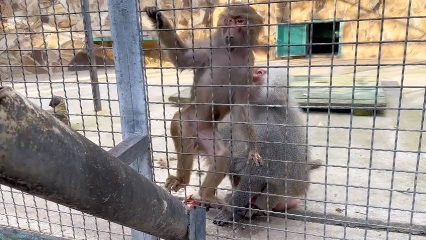 ПОВИС на сетке от ЖАДНОСТИ! Ромео гоняет пор вольеру Лоренцо! ОБМАНЫВАЕМ чтоб угостить всех!