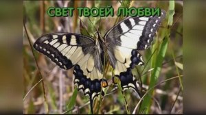 «Свет твоей любви», 2003г.