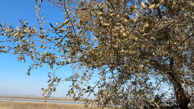 🎼. Ольга Воронец – «То не ветер ветку клонит»