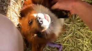 Лиса-Алиса. Утренние разговоры с Игнисом