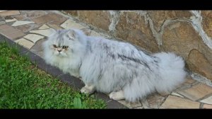 АСТЕР СИЛЬВЕР БАСТ 💙💎 голубая шиншилла