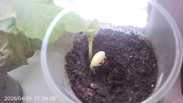 Обзор кабачков сорта "Зебра" на подоконнике, посеянных 15 апреля 2026