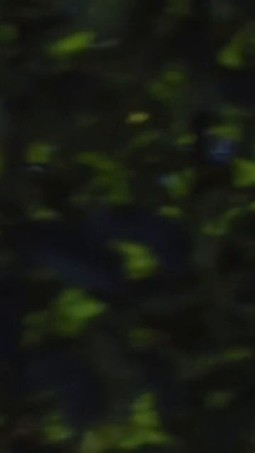 Монолог Лиза «Мухадракон»