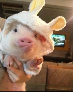 вечерний стрим