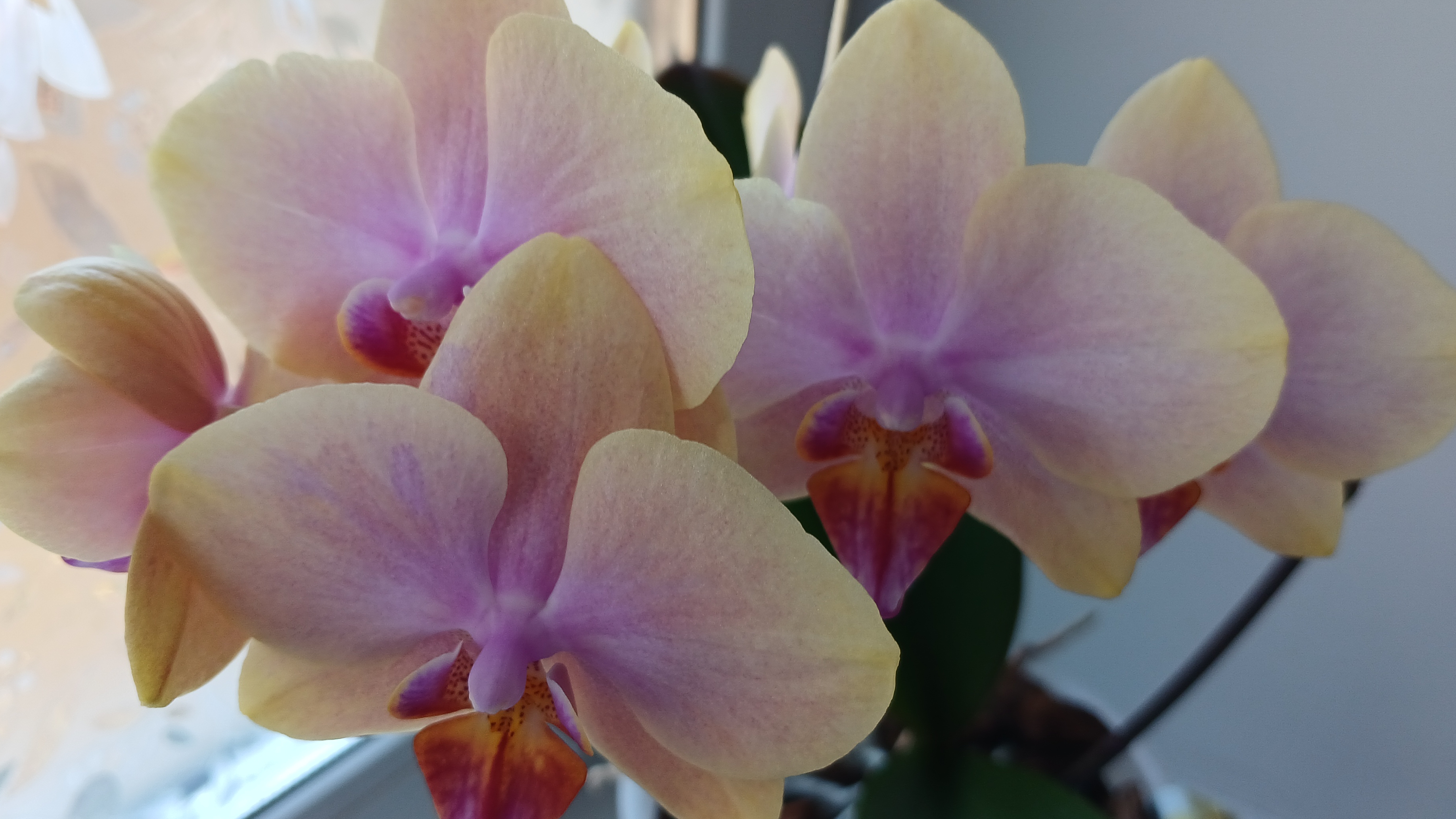 Цветение орхидеи 