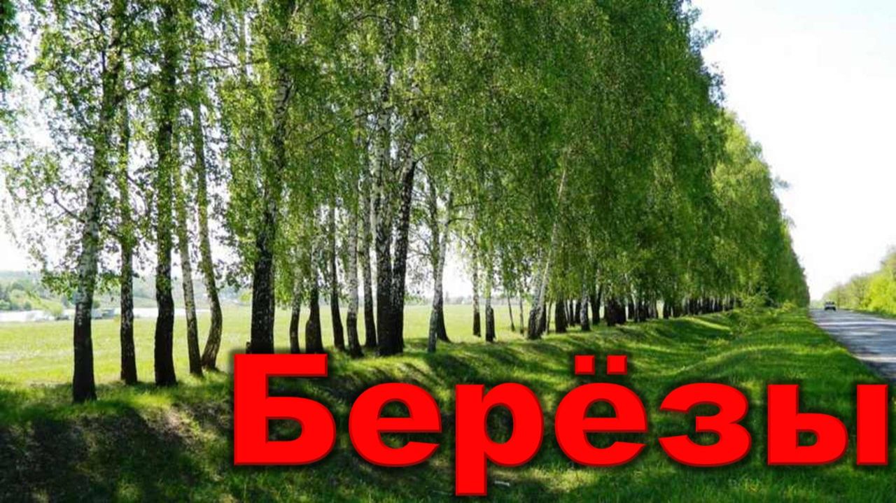 Сергей Безруков - Берёзы