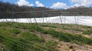 Укрытие виноградника весной.ПРОДОЛЖАЕМ РАБОТАТЬ....