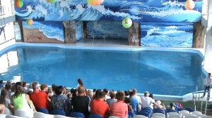 78)ё ЛАЗАРЕВКСКОЕ ДЕЛЬФИНАРИЙ