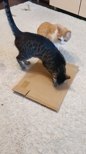 Степан придумал когтеточку