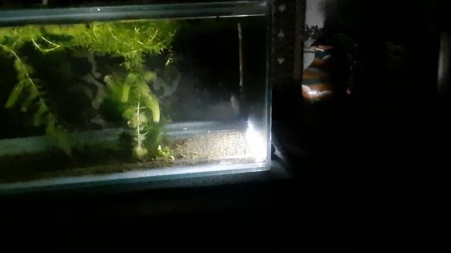 Огонек в сумраке.😊