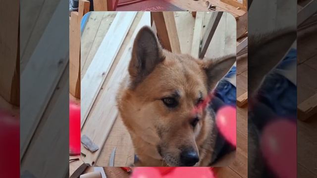 1000056857.mp4 (Собака наблюдает за устройством лестницы на 2-ой этаж в доме А-фрейм)