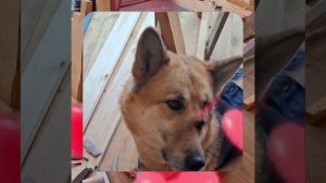 1000056857.mp4 (Собака наблюдает за устройством лестницы на 2-ой этаж в доме А-фрейм)