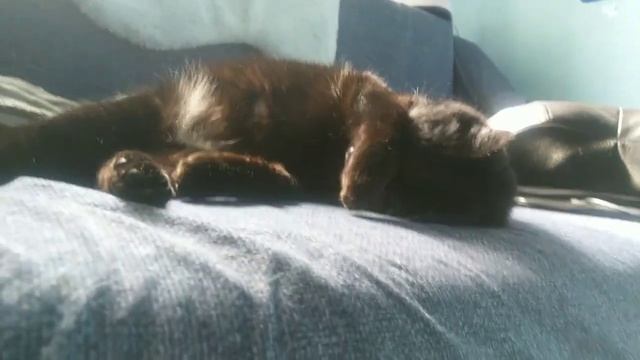 Лапа на глаза