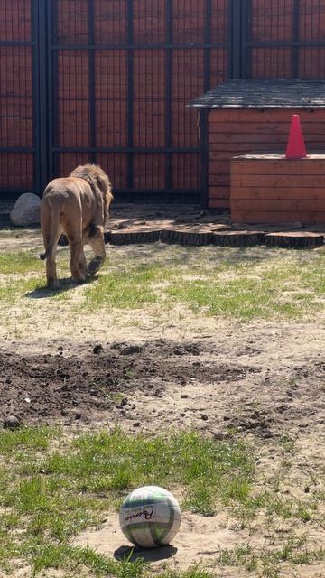 У Пеле сегодня выходной