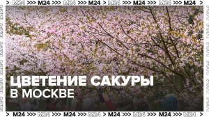Сакура расцвела в Бирюлевском дендропарке