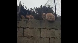 Весенняя любовь котов 🐱