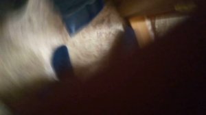 на бабушку села крыса! 
Shorts