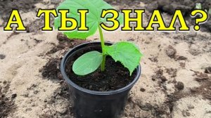 САЖАЮ огурцы в НАВОЗНУЮ ГРЯДКУ🥒🥒🥒