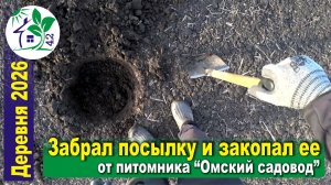 Получил посылку и ... закопал её. От питомника "Омский садовод"