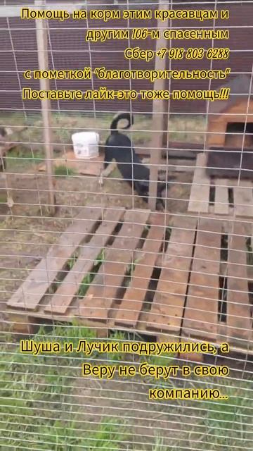 НАС107=106хвостиков  +1человек!