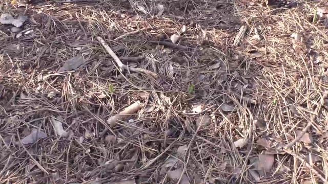 Чеснок в конце апреля