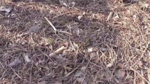 Чеснок в конце апреля