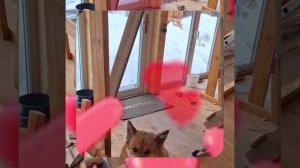 1000056854.mp4 (Собака наблюдает за устройством лестницы на 2-ой этаж в доме А-фрейм)