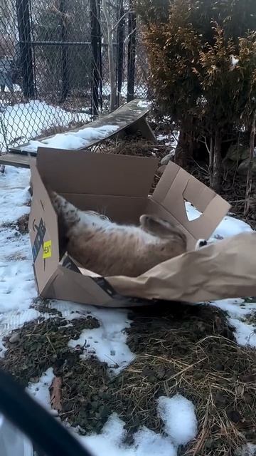 Автор видео: rawr_sanctuary