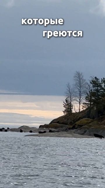 Зачем все едут смотреть Ладожские шхеры. Очаровательные нерпы в Карелии