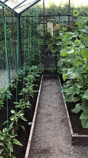 Умная планировка теплицы 