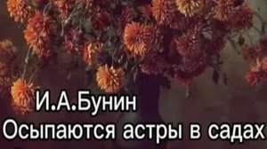 36с Осыпаются астры в садах ИБ