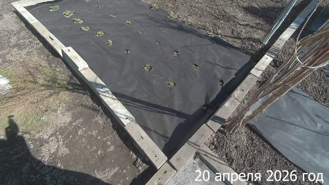 7 соток. Укрыла землю от сорняков. Хроника 20 апреля 2026 год