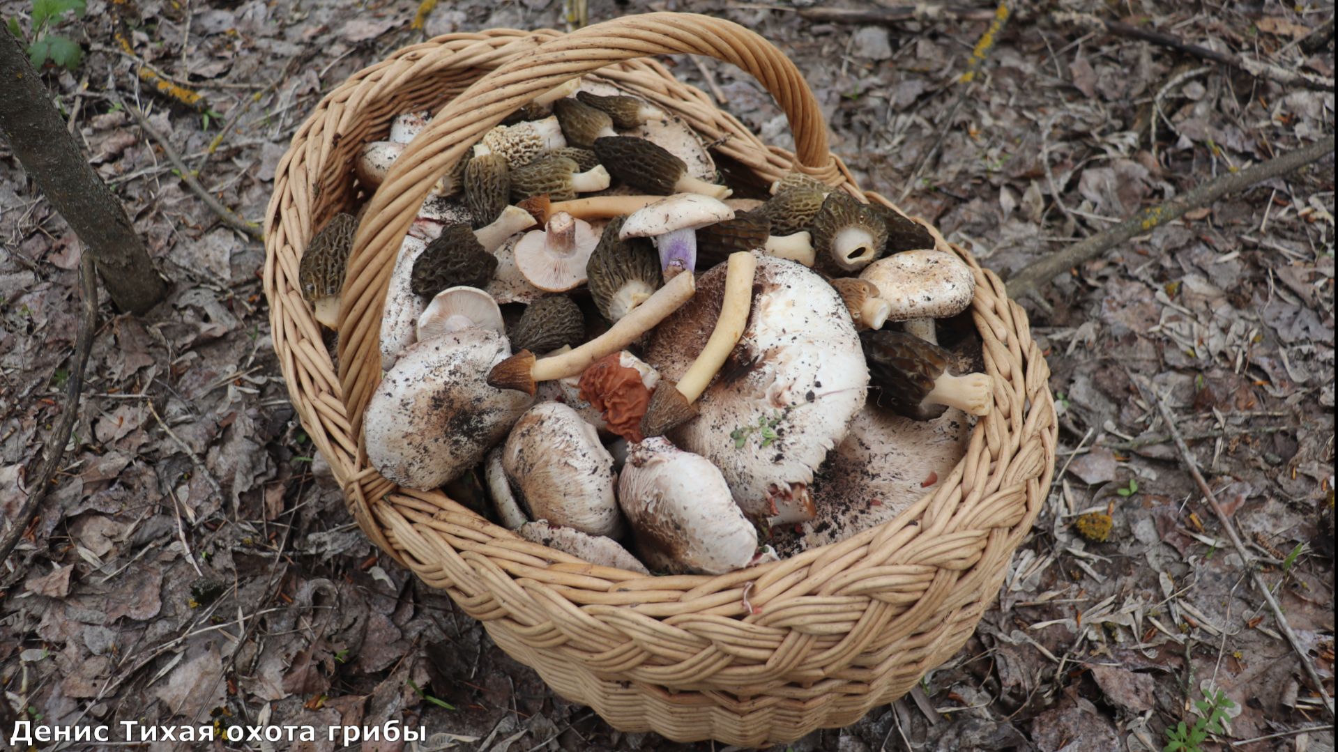 Этого я точно не ожидал найти в апреле! Невероятный финал грибалки