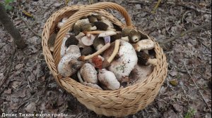 Этого я точно не ожидал найти в апреле! Невероятный финал грибалки