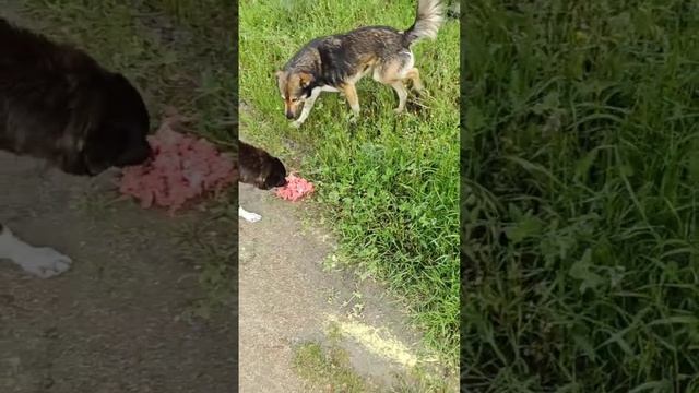 Клещи съедят малышей если не помочь