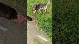 Клещи съедят малышей если не помочь