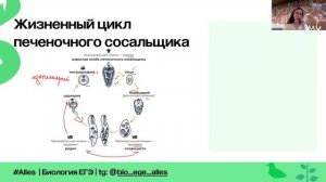 Паразитология | Метаморфоз | Alles