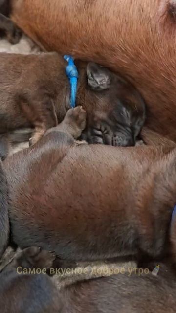 Щенки Баварской горной гончей в питомнике 