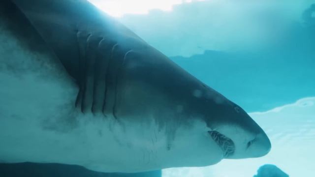 АКУЛЫ - что мы про них не знаем? Документальный фильм про самых грозных хищников в океане