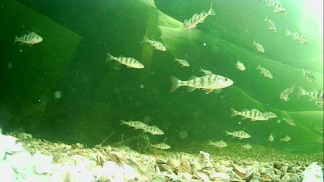 1000013432.mp4Волга гл.2м.23.04.2026г.