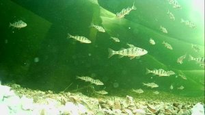 1000013432.mp4Волга гл.2м.23.04.2026г.