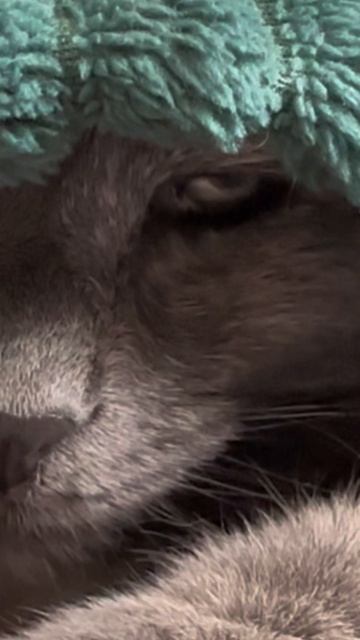 Застенчивая кошечка ЛУна.