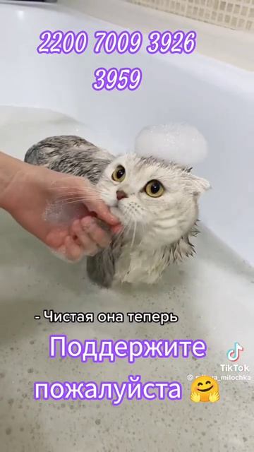 #котик милый