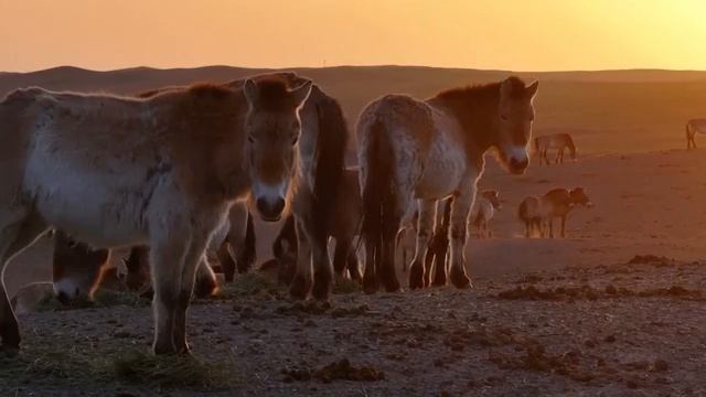 🐴В Синьцзян-Уйгурском автономном районе выпустили на волю еще один табун лошадей Пржевальского