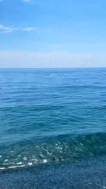 Дельфинчики в бухте Геленджик