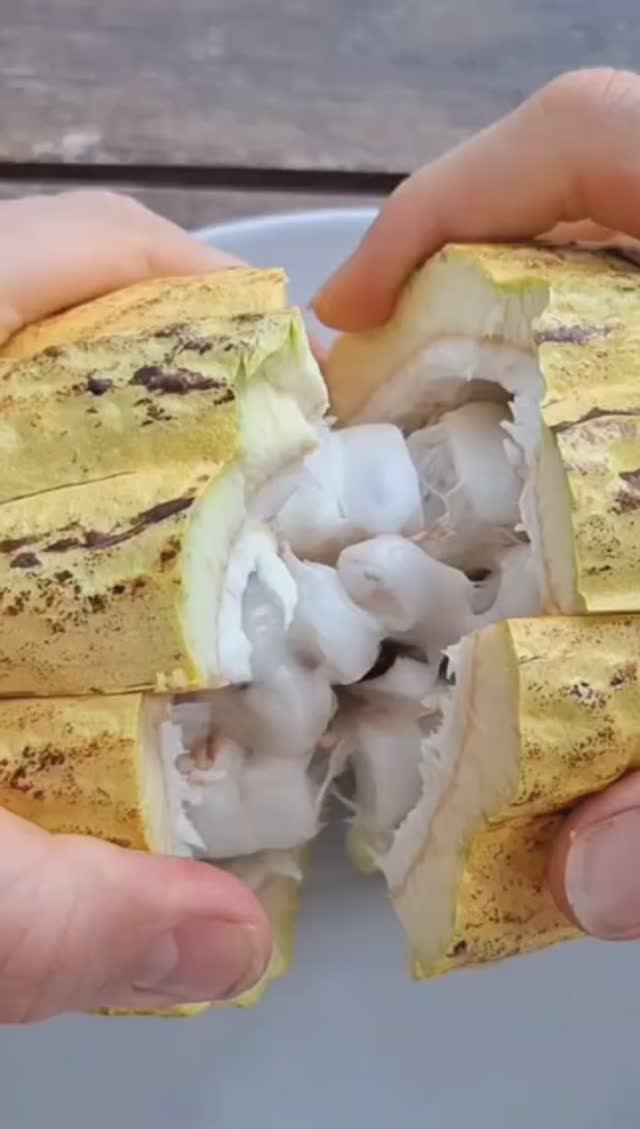 Фрукт какао #какао #какаобобы #фруктымира #фрукторианство #фрукты #сыроедение #веган #плоды #фрукт