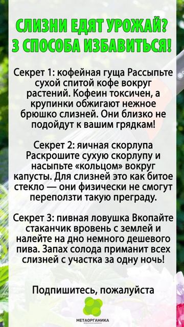 Слизни едят урожай? Вот решение