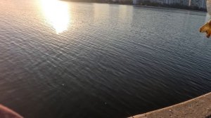 Московская рыбалка: Спиннинг против городской суеты