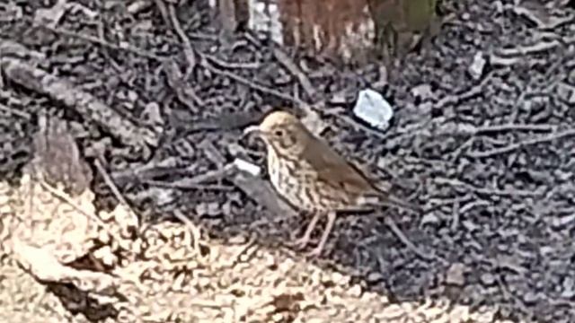 Любопытный, маленький дрозд